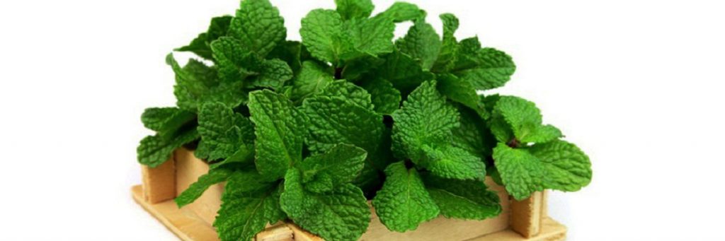 Sử dụng lá bạc hà hoặc tinh dầu bạc hà để đuổi gián