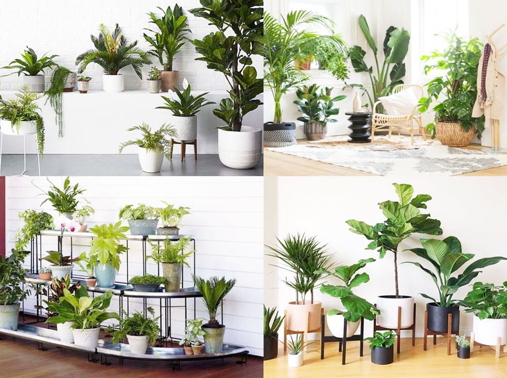 kinh-nghiem-cham-soc-cay-trong-van-phong